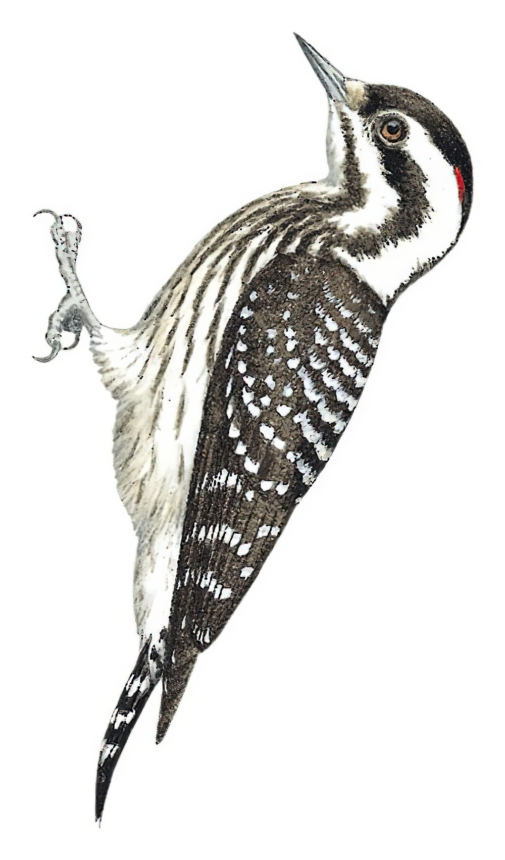 Sunda Woodpecker / Yungipicus moluccensis