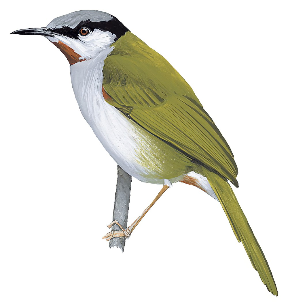 Gray-capped Warbler / Eminia lepida