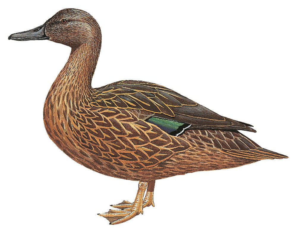 Meller\'s Duck / Anas melleri