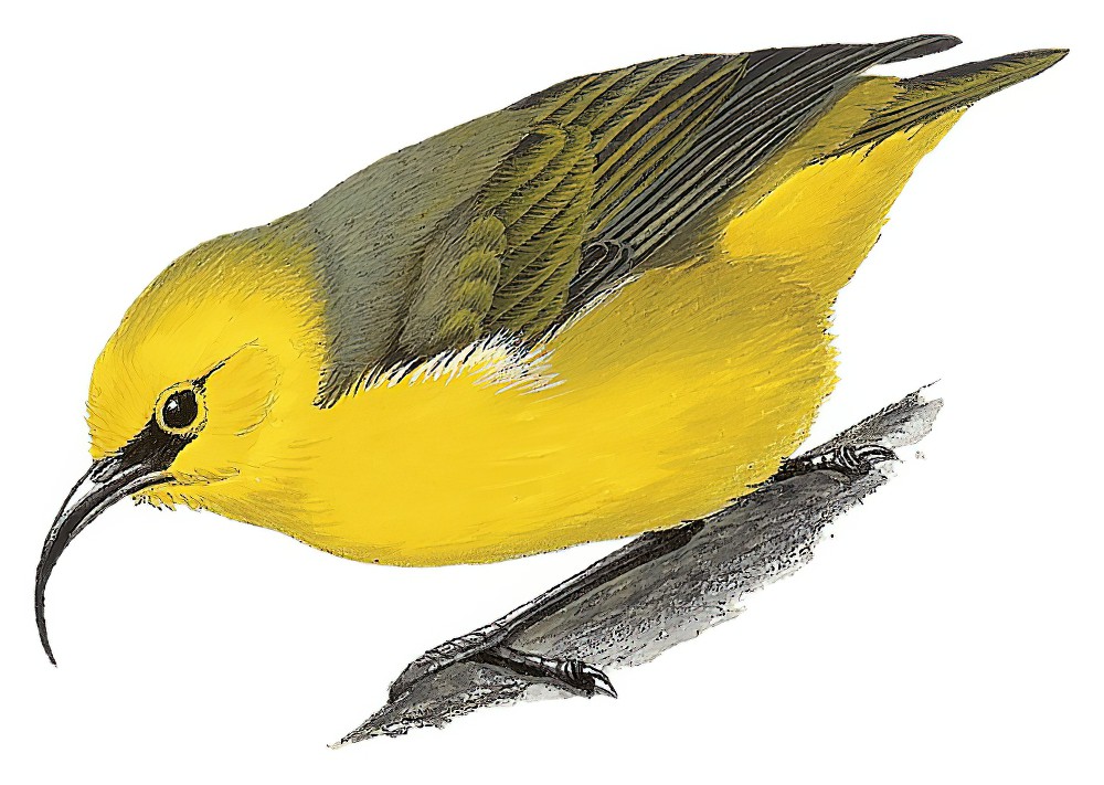 Maui Nukupuu / Hemignathus affinis