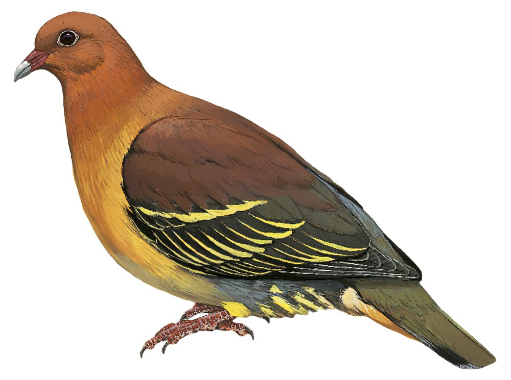 Cinnamon-headed Green-Pigeon / Treron fulvicollis