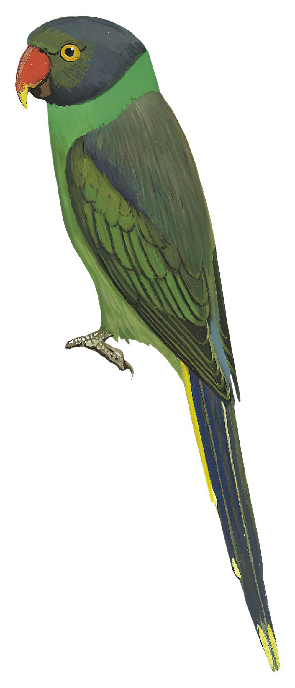 Layard\'s Parakeet / Psittacula calthrapae