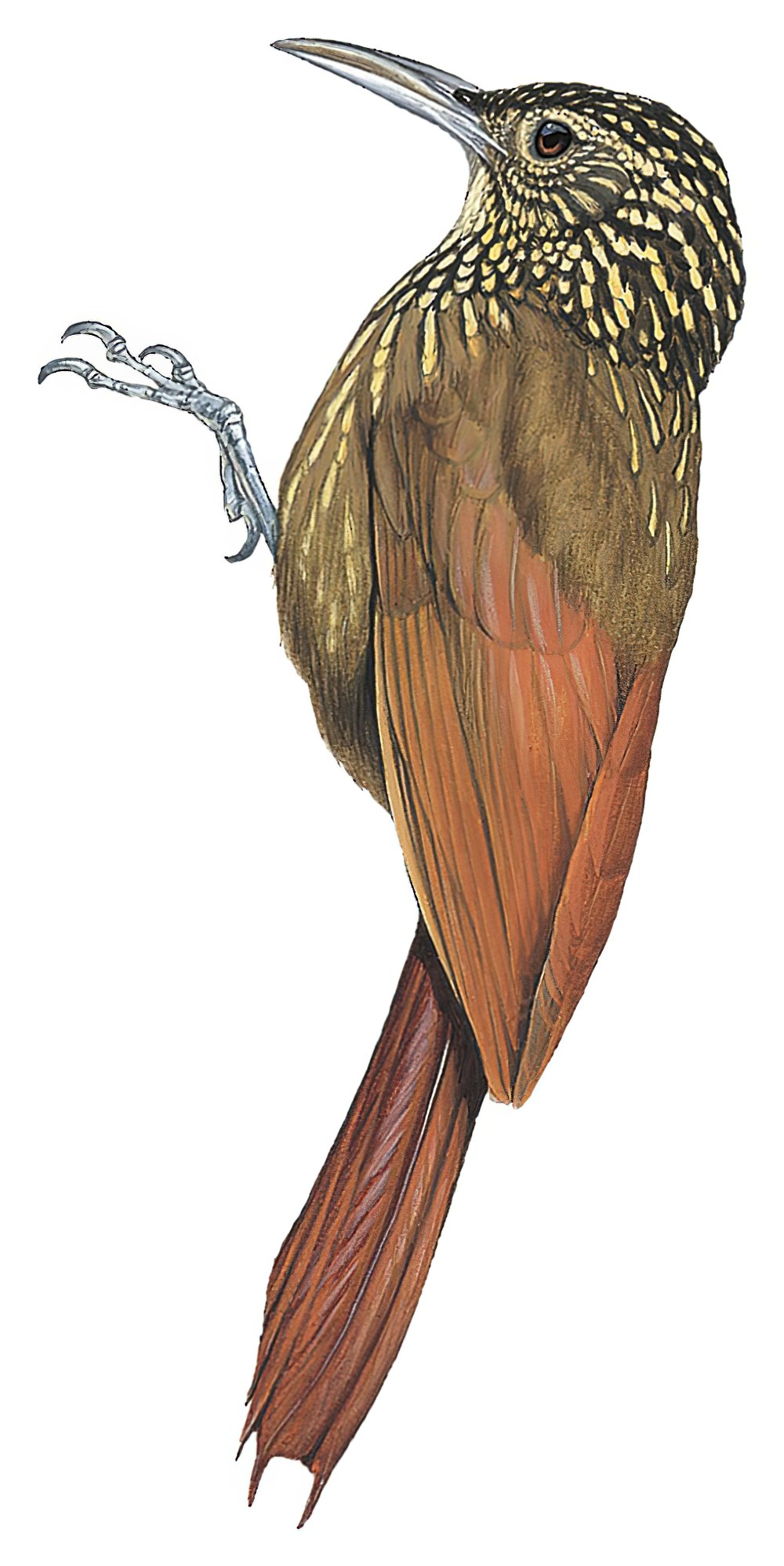 Ocellated Woodcreeper / Xiphorhynchus ocellatus