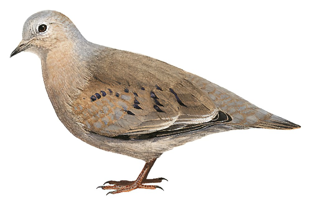 Plain-breasted Ground Dove / Columbina minuta