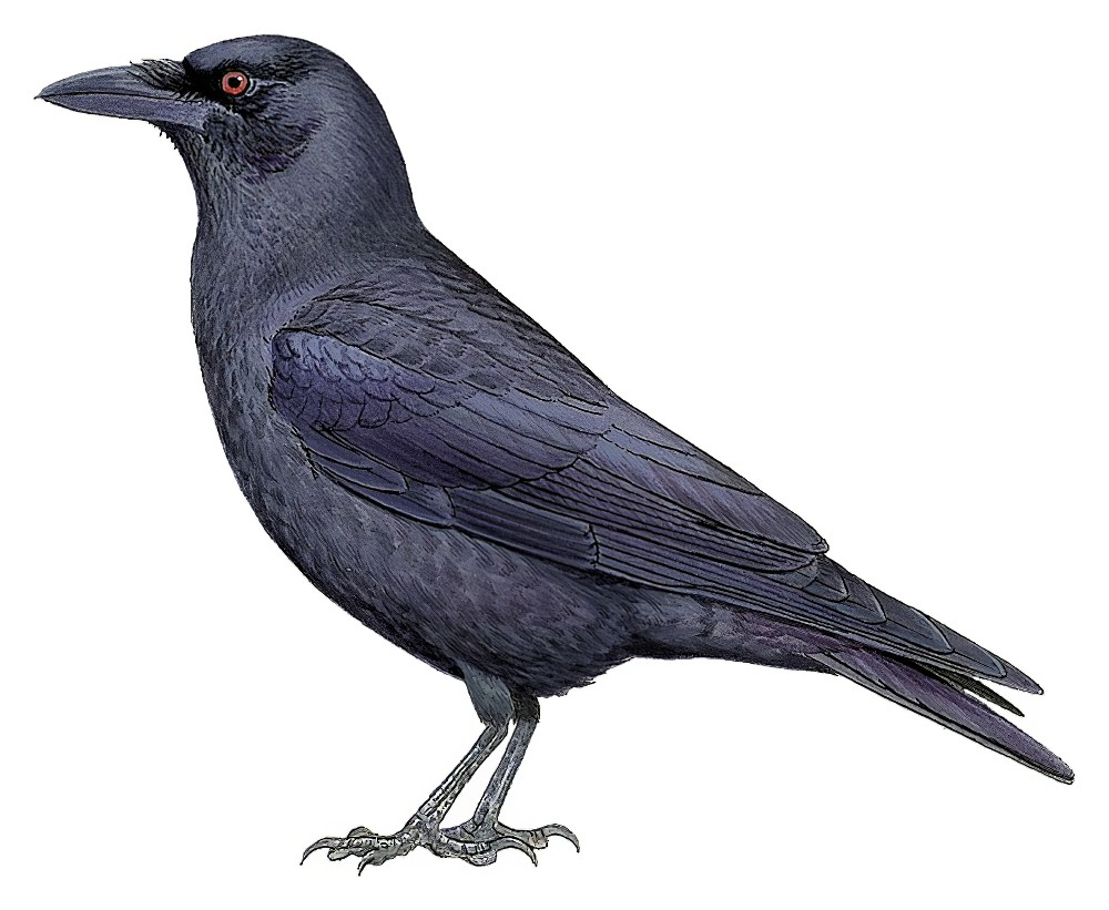 White-necked Crow / Corvus leucognaphalus