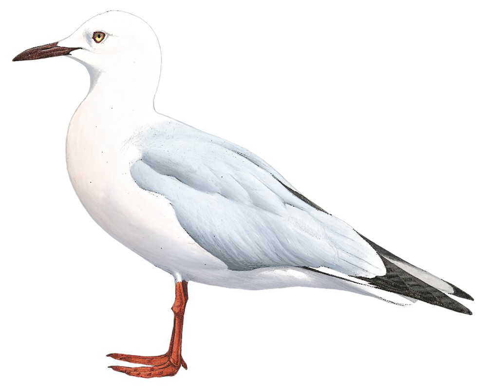 Slender-billed Gull / Chroicocephalus genei