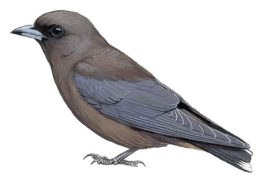 Little Woodswallow / Artamus minor