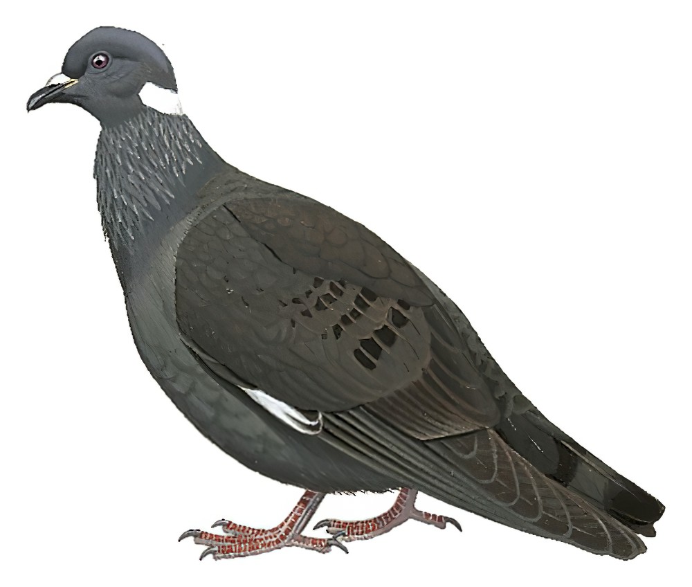 White-collared Pigeon / Columba albitorques