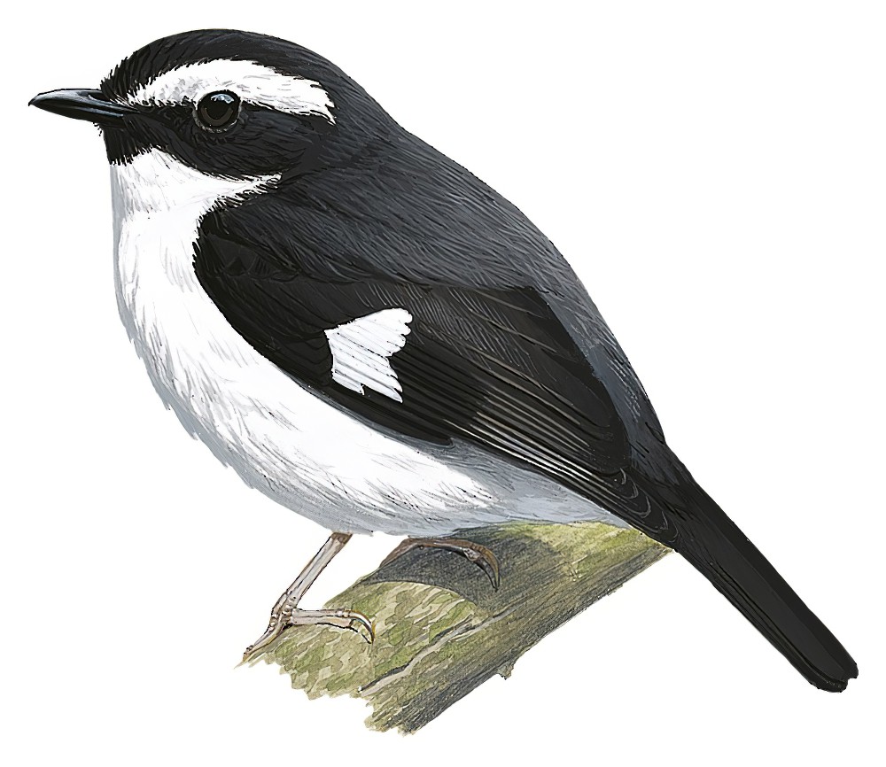 Black-chinned Robin / Poecilodryas brachyura