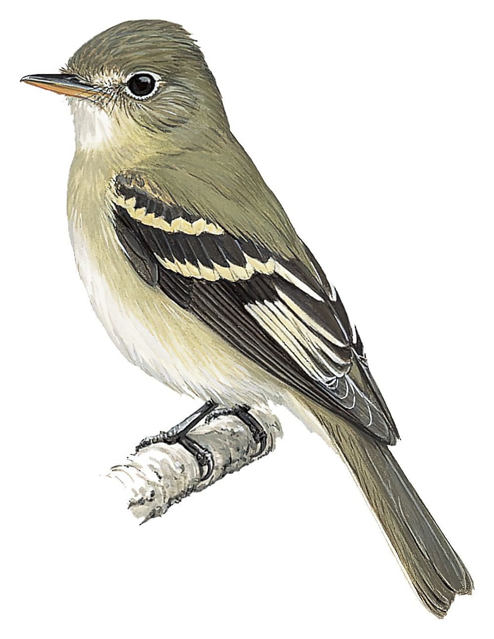Acadian Flycatcher / Empidonax virescens
