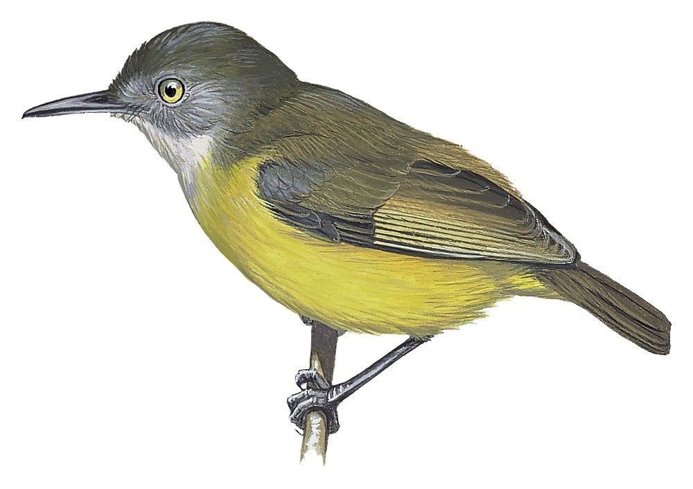 Yellow Longbill / Macrosphenus flavicans