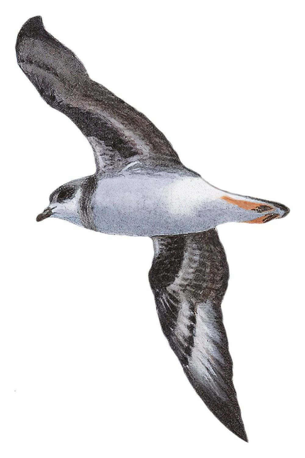 Soft-plumaged Petrel / Pterodroma mollis