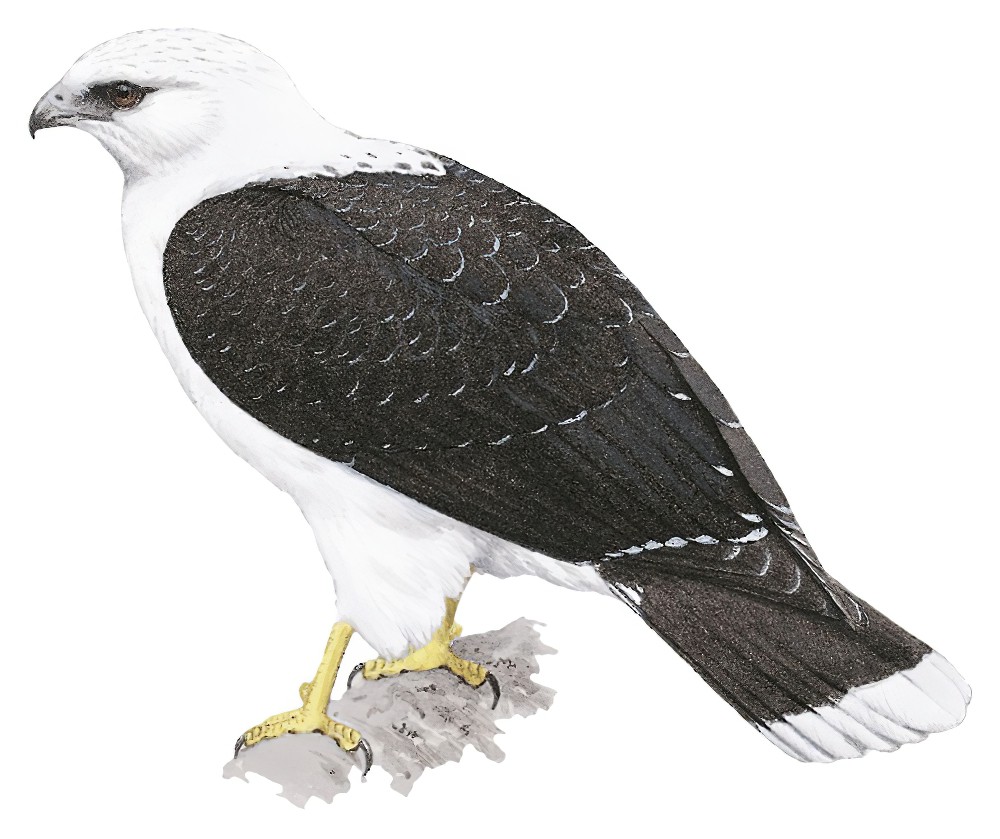 White Hawk / Pseudastur albicollis