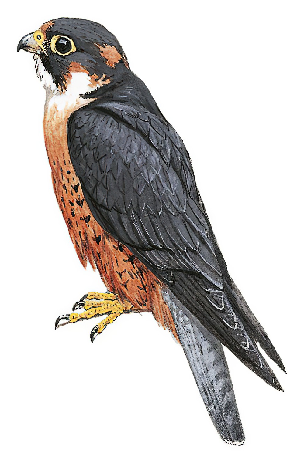 Taita Falcon / Falco fasciinucha