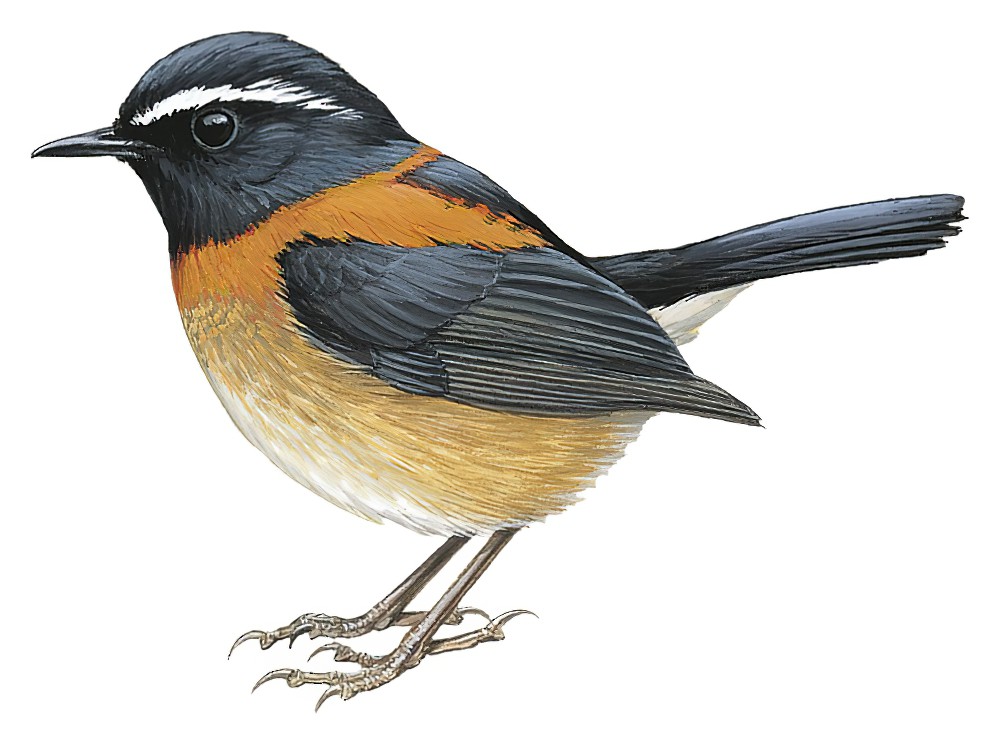 Collared Bush-Robin / Tarsiger johnstoniae