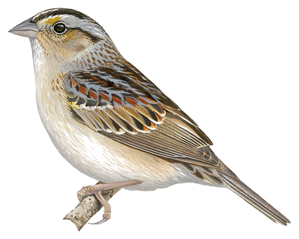 Grasshopper Sparrow / Ammodramus savannarum