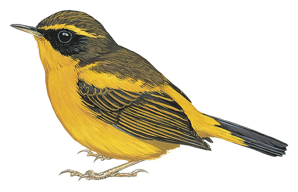 Golden Bush-Robin / Tarsiger chrysaeus