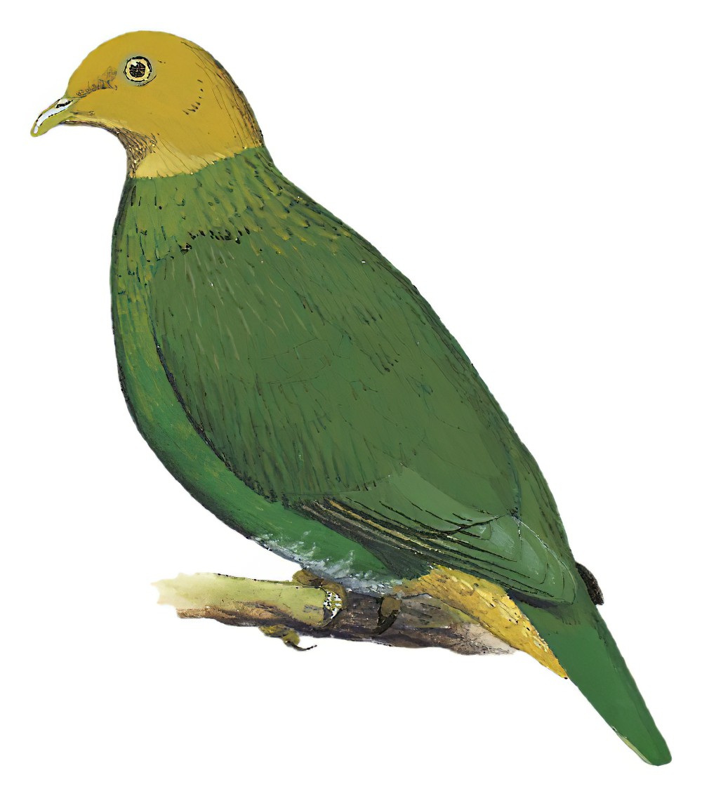 Velvet Dove / Ptilinopus layardi
