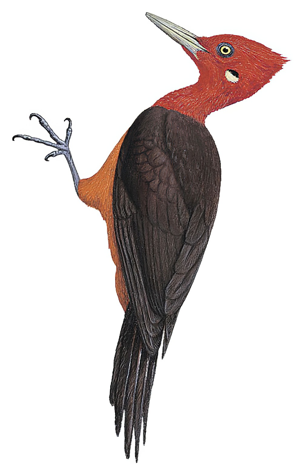 Red-necked Woodpecker / Campephilus rubricollis