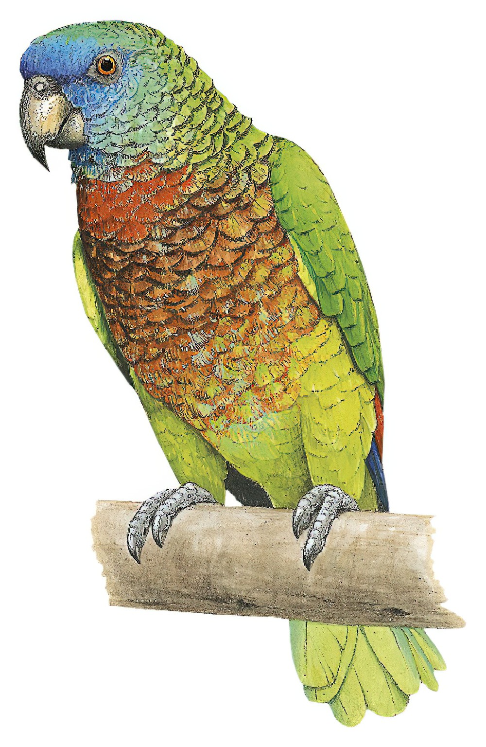 St. Lucia Parrot / Amazona versicolor