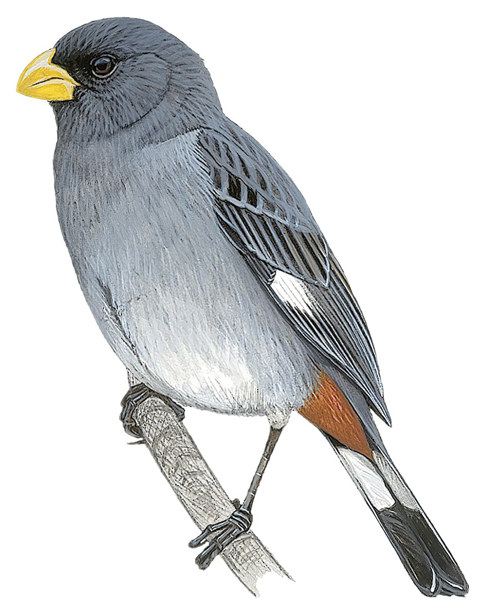 Band-tailed Seedeater / Catamenia analis