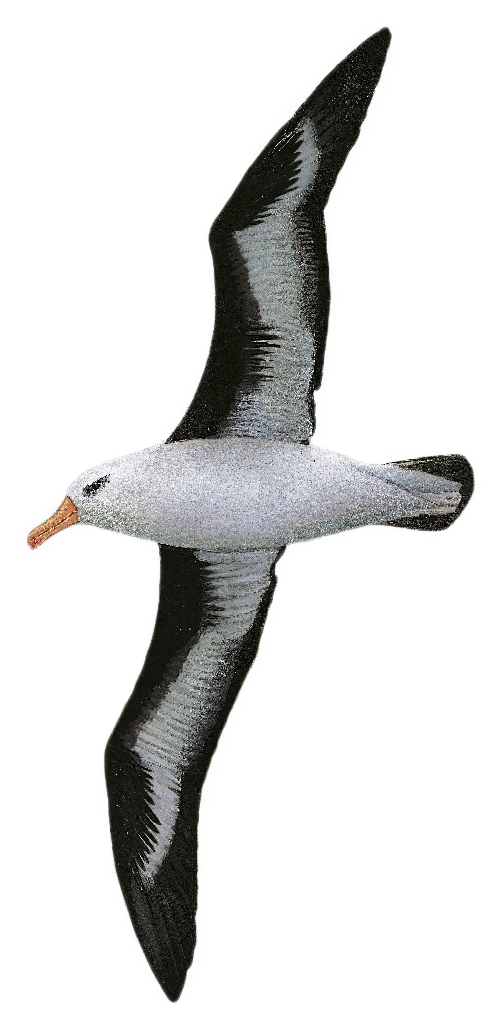 Black-browed Albatross / Thalassarche melanophris