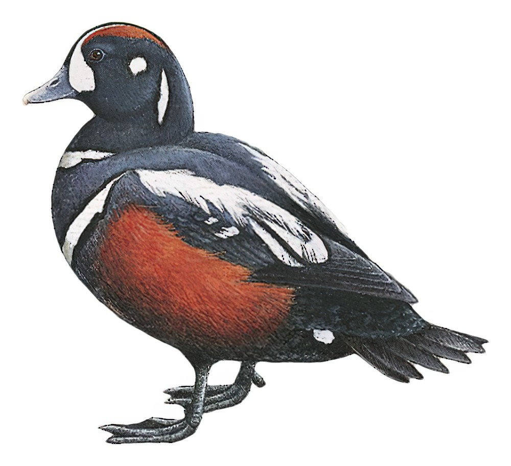 Harlequin Duck / Histrionicus histrionicus