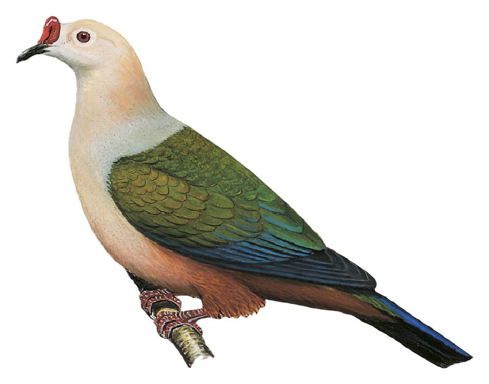 Red-knobbed Imperial-Pigeon / Ducula rubricera