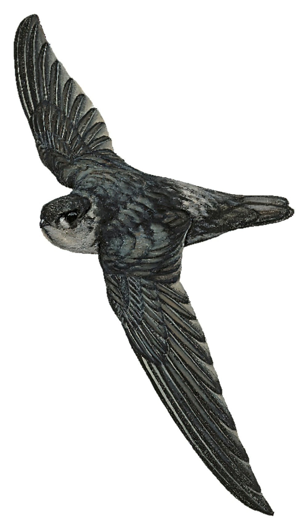 Halmahera Swiftlet / Aerodramus infuscatus