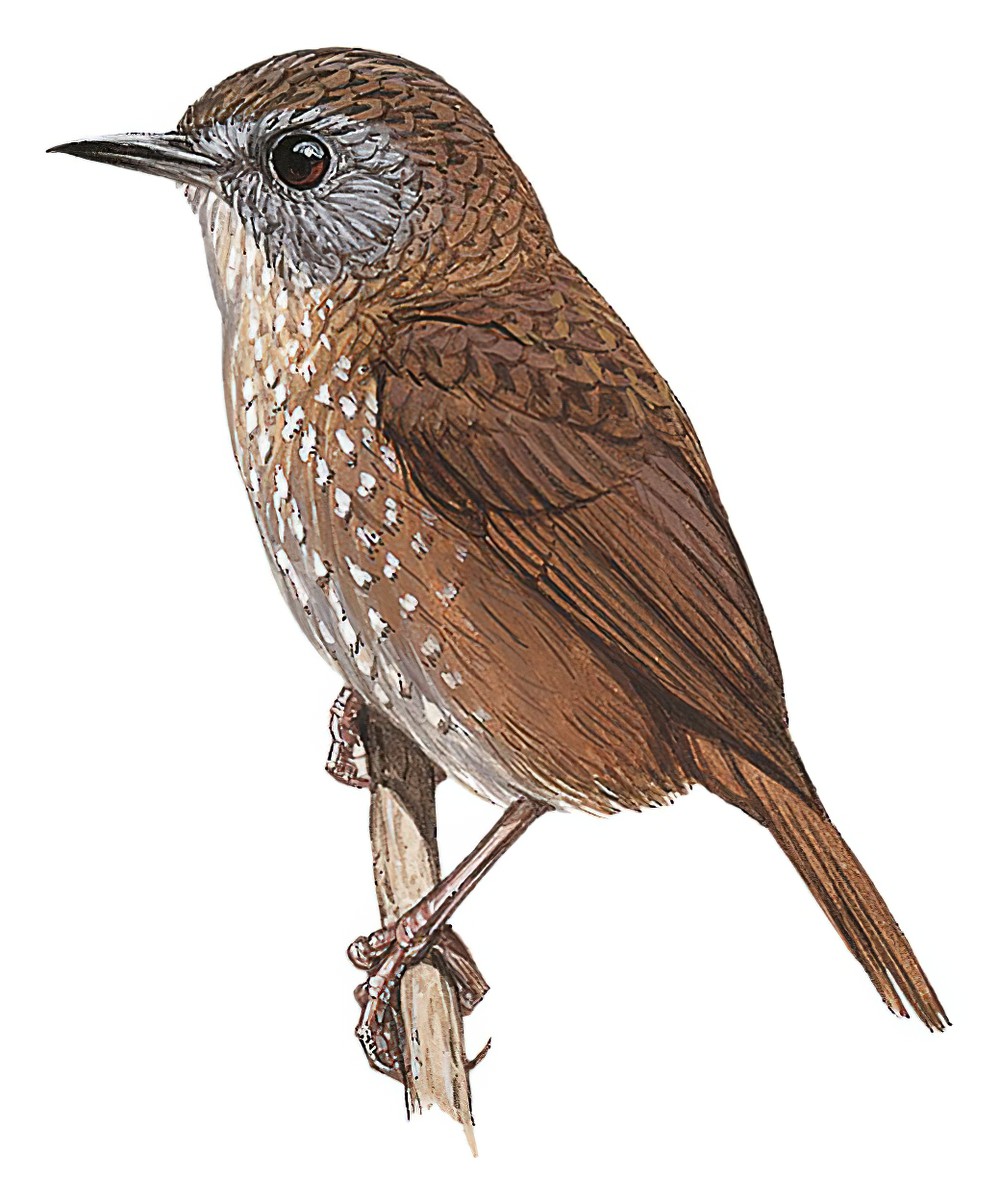 Gray-bellied Wren-Babbler / Spelaeornis reptatus