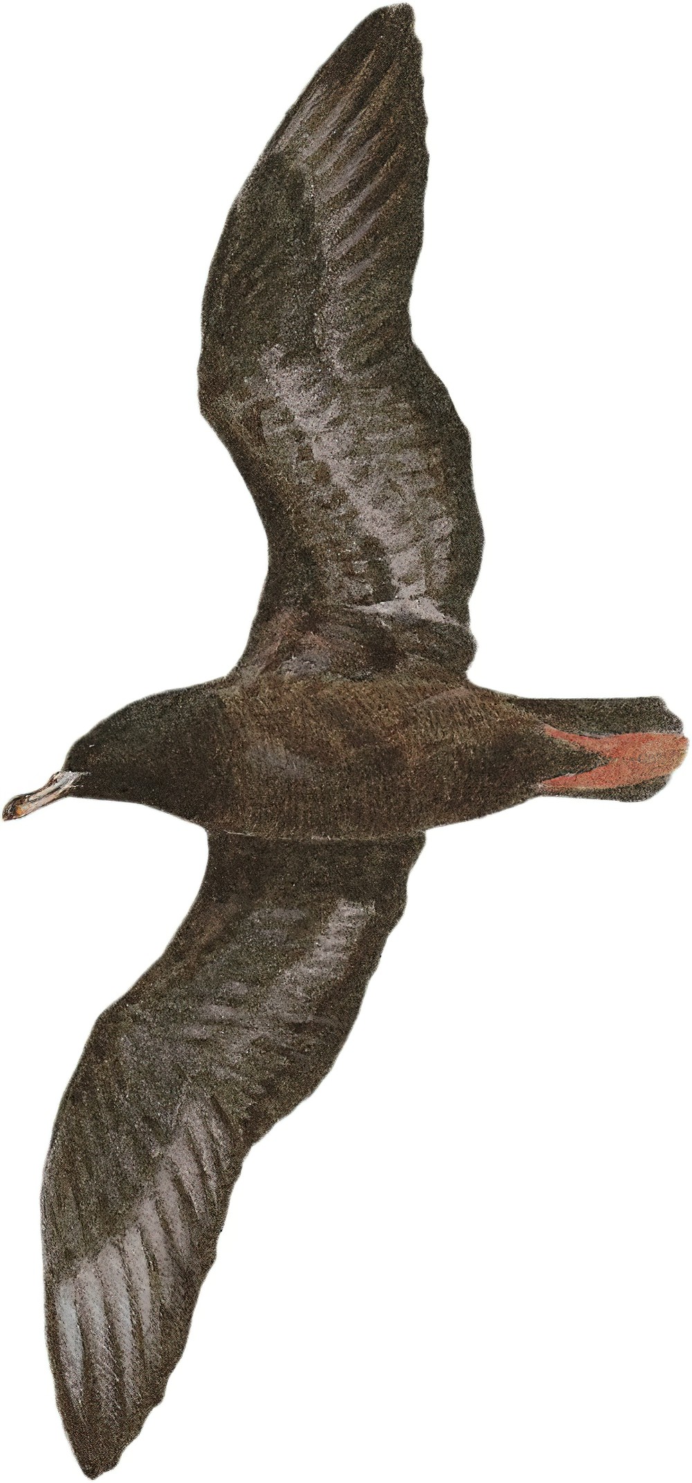 Flesh-footed Shearwater / Ardenna carneipes