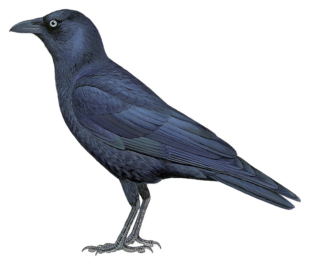 Torresian Crow / Corvus orru
