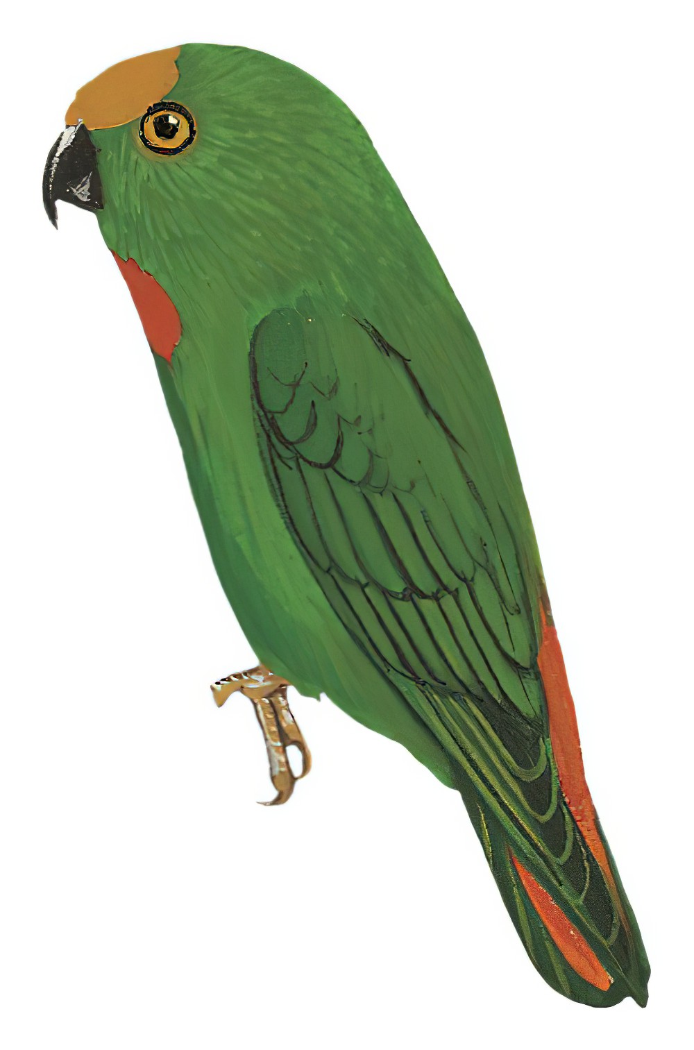 Papuan Hanging-Parrot / Loriculus aurantiifrons