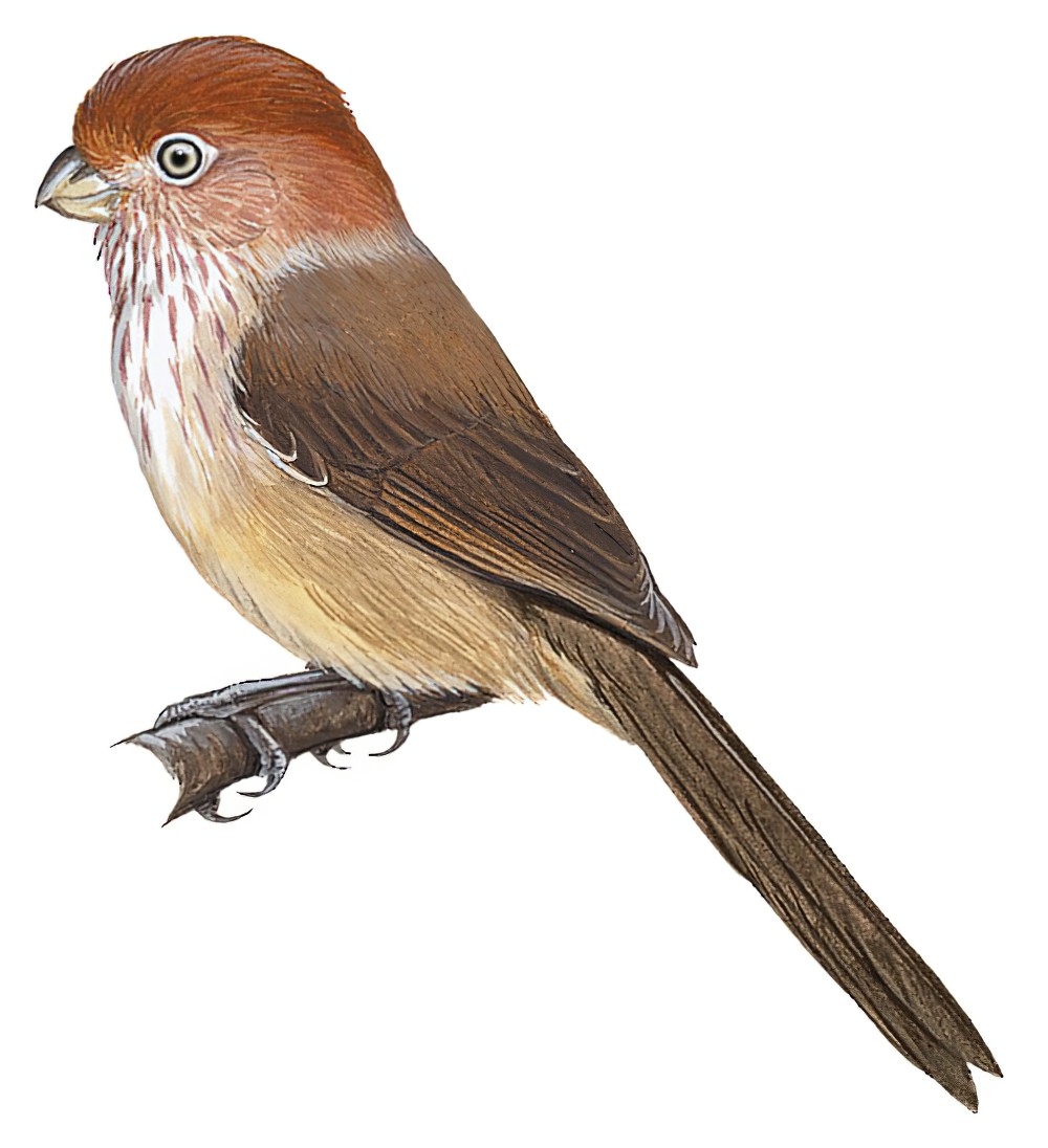 Brown-winged Parrotbill / Sinosuthora brunnea
