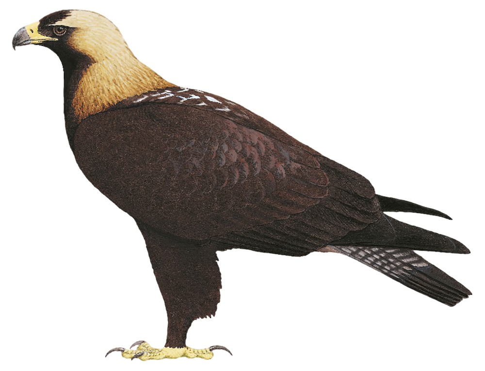 Imperial Eagle / Aquila heliaca