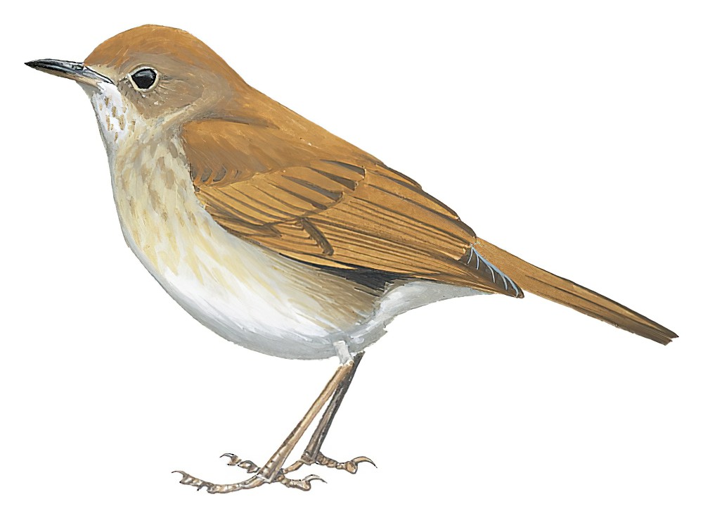 Russet Nightingale-Thrush / Catharus occidentalis