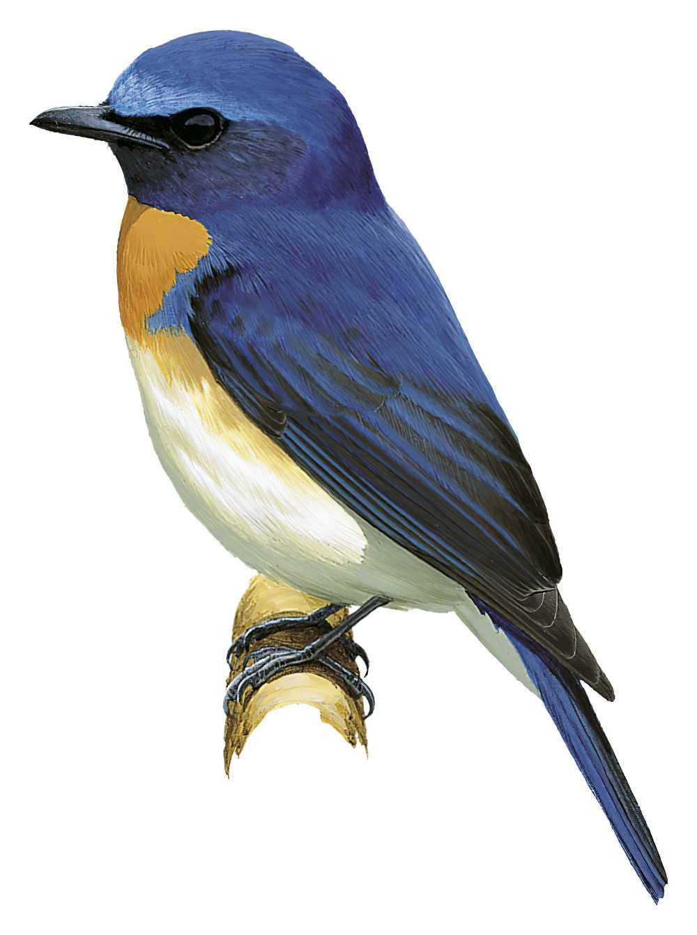 Blue-throated Flycatcher / Cyornis rubeculoides