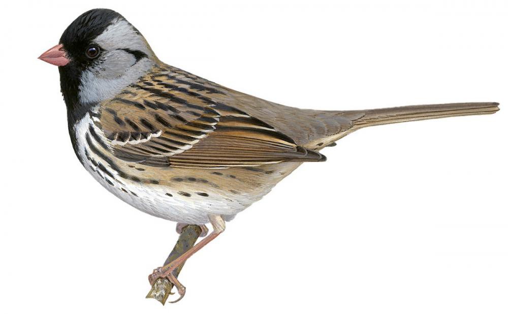Harris\'s Sparrow / Zonotrichia querula