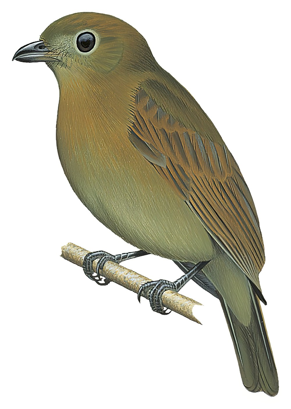 Russet-winged Schiffornis / Schiffornis stenorhyncha