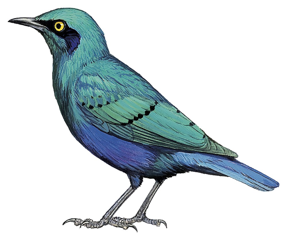 Greater Blue-eared Starling / Lamprotornis chalybaeus