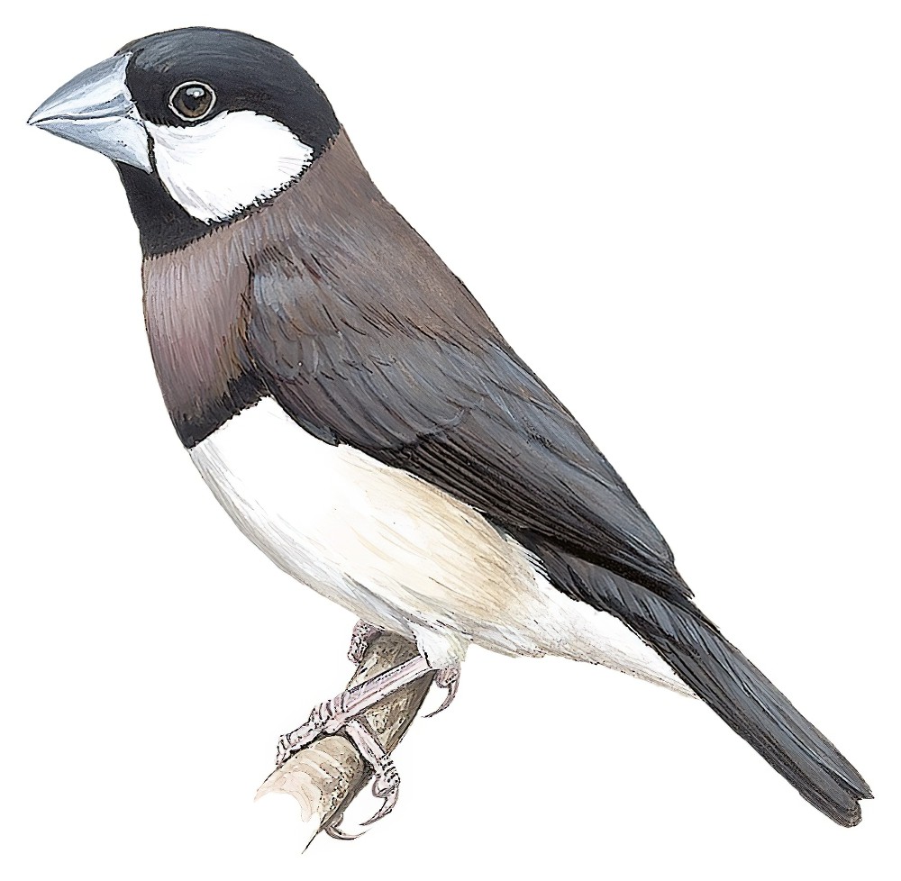 Timor Sparrow / Lonchura fuscata