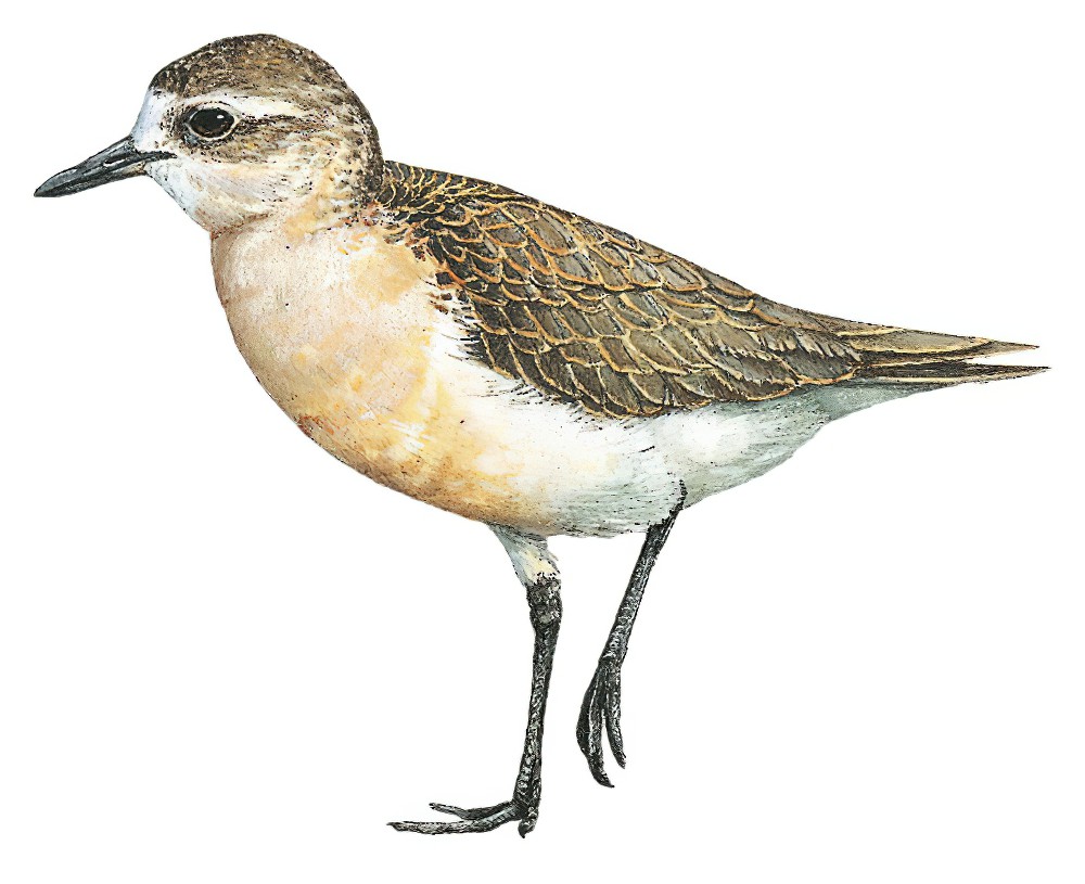Red-breasted Dotterel / Charadrius obscurus