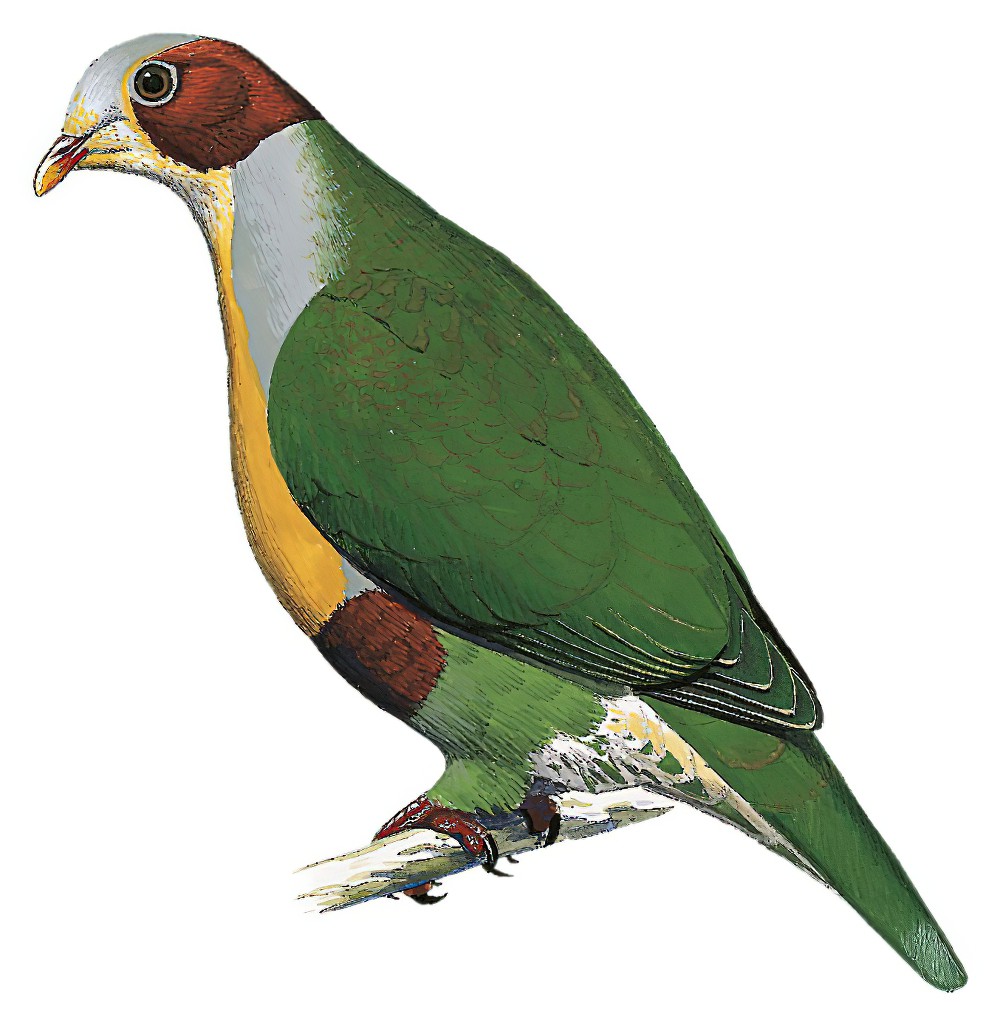 Yellow-breasted Fruit-Dove / Ptilinopus occipitalis