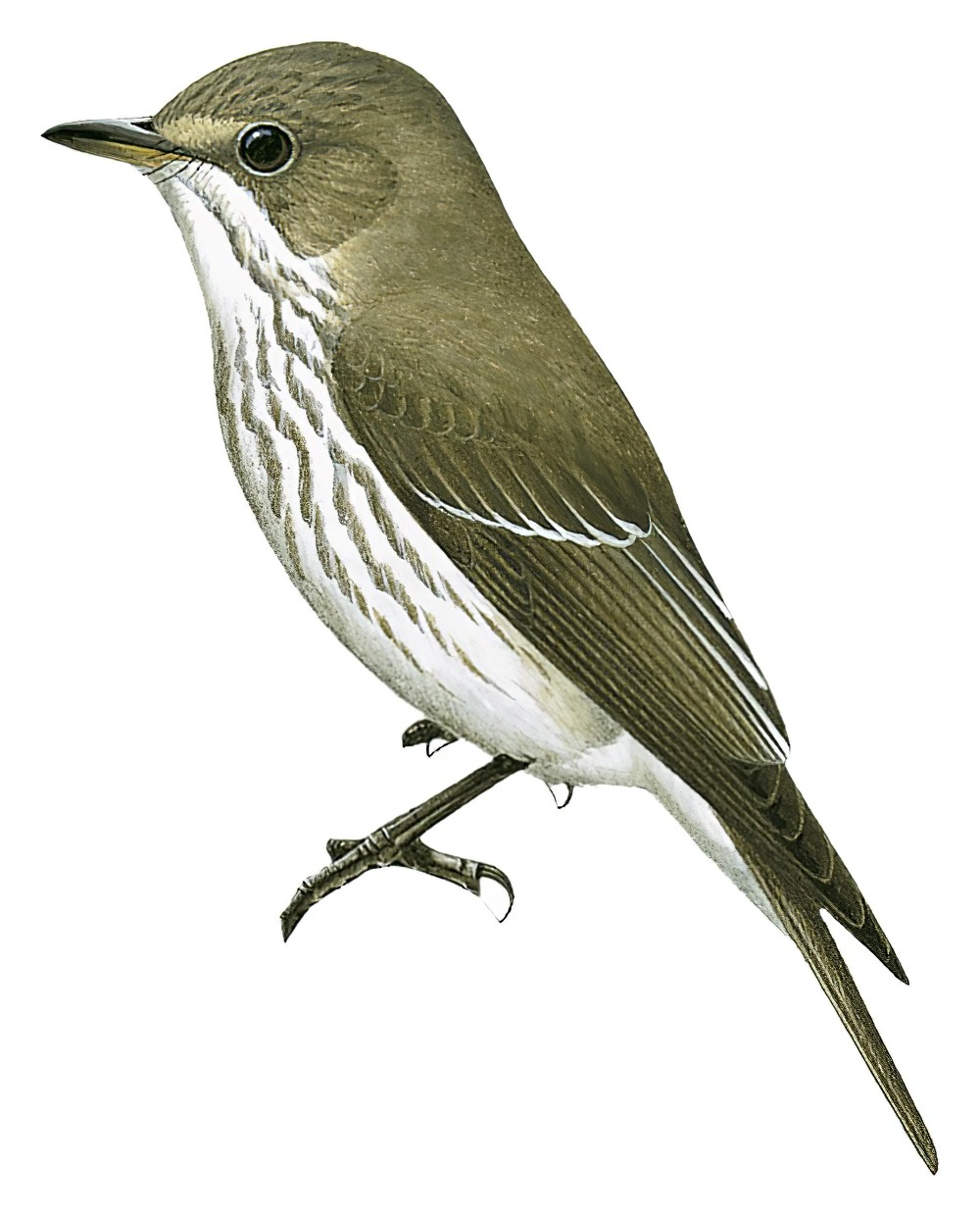 Gray-streaked Flycatcher / Muscicapa griseisticta