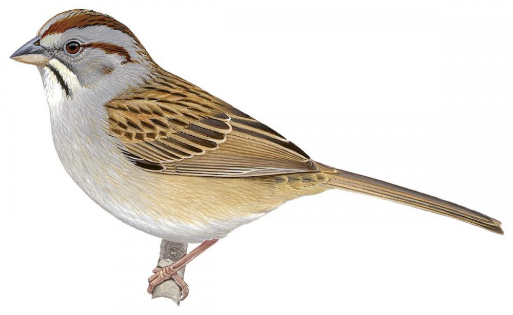 Stripe-capped Sparrow / Rhynchospiza strigiceps