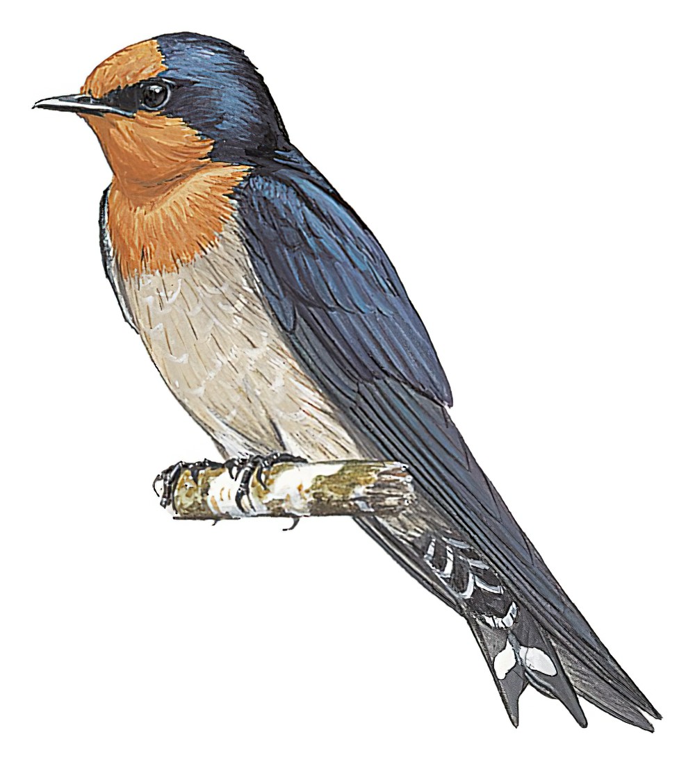 Pacific Swallow / Hirundo tahitica