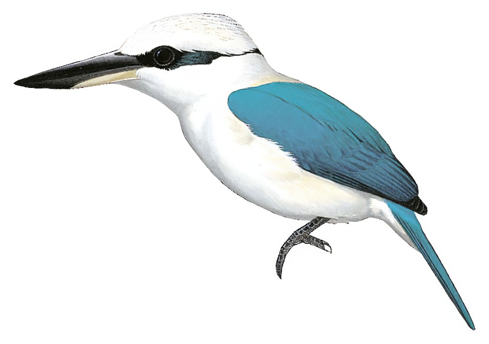 Marquesas Kingfisher / Todiramphus godeffroyi