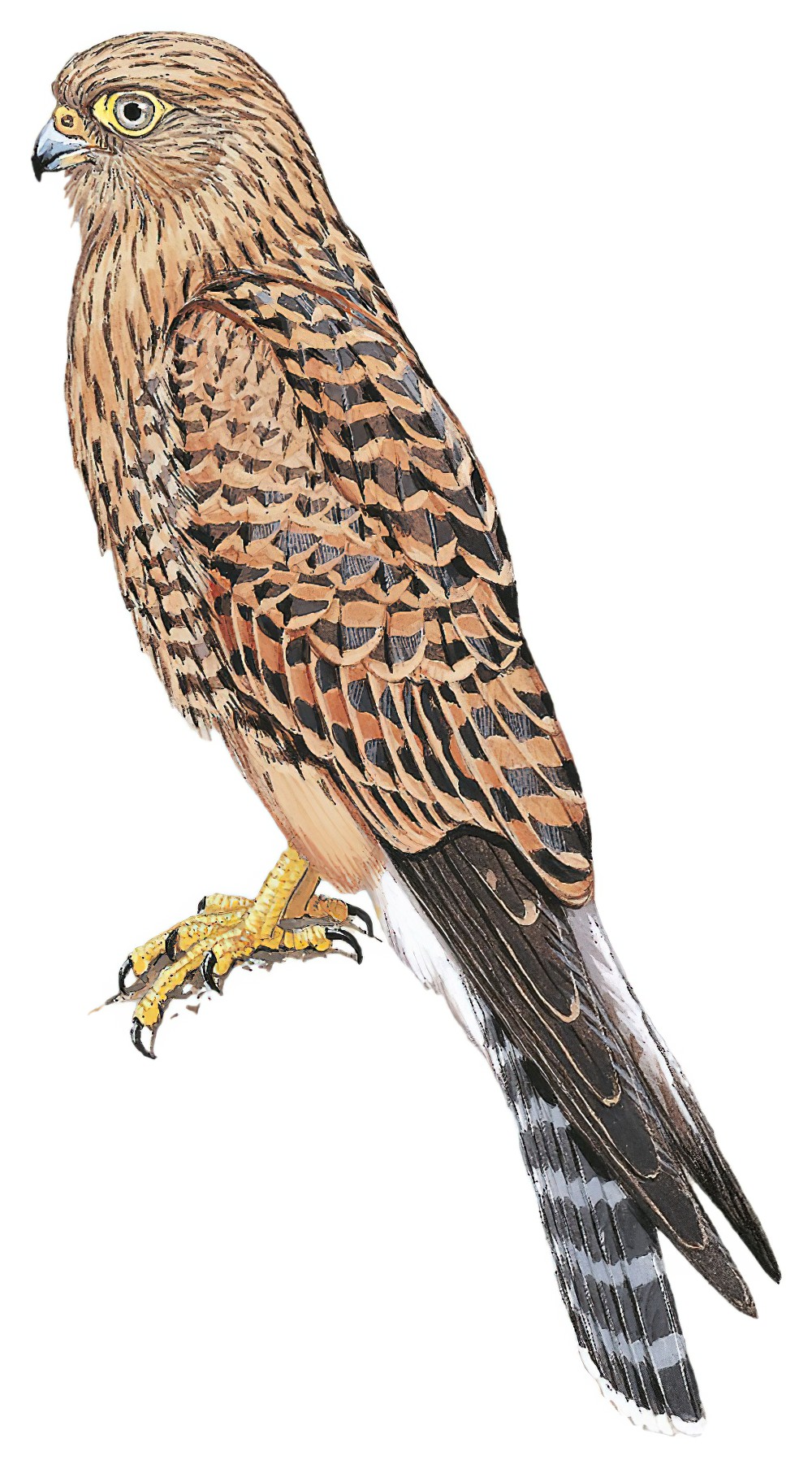 Greater Kestrel / Falco rupicoloides