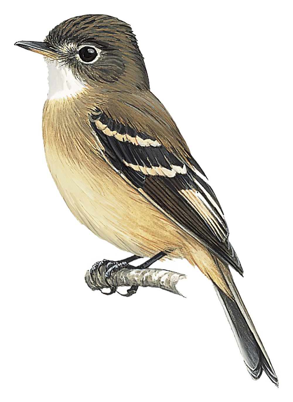 White-throated Flycatcher / Empidonax albigularis