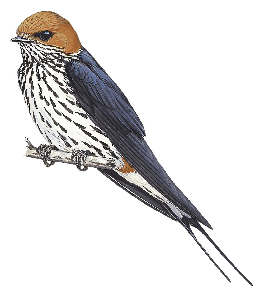 Lesser Striped Swallow / Cecropis abyssinica